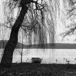 Bare trees at lakeshore