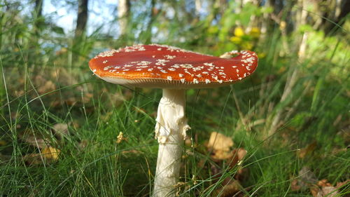 Close-up of fly agaric mushroom on field