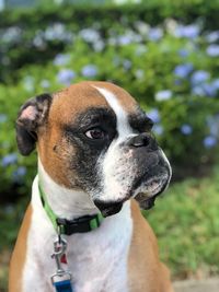 Close-up of a dog looking away