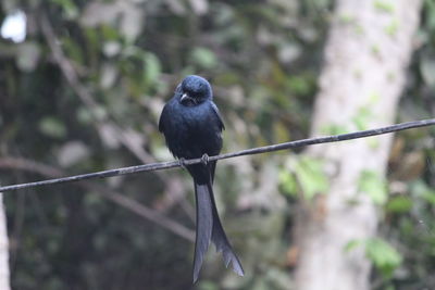 Close-up of bird perching on tree