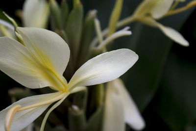 Close-up of flower blooming outdoors