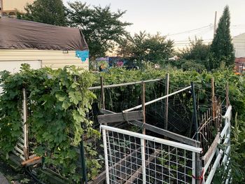Fence by trees and building against sky