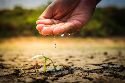 Cropped hand watering seedling on drought land