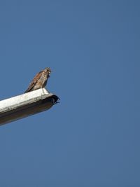 Low angle view of bird against clear blue sky