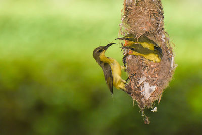 Close-up of butterfly perching on plant