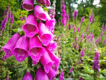 Close-up of pink flowers