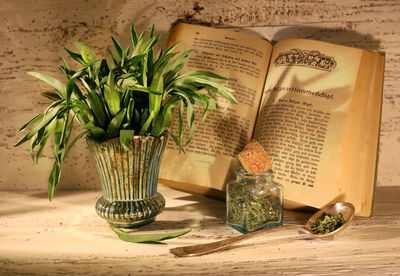 Close-up of potted plant on table at home