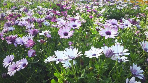 Purple flowers blooming in field