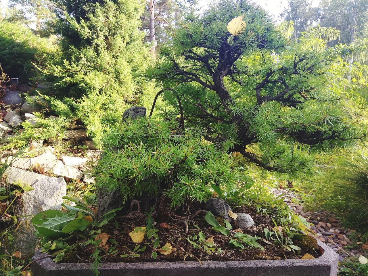 TREES GROWING ON FIELD