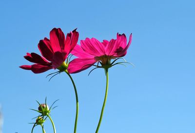 Close-up of pink flowering plant against blue sky