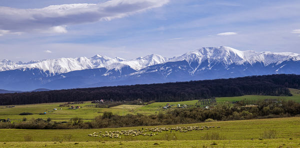 The country scene with grazing sheep and the romanian fagaras mountains in  background, sibiu city