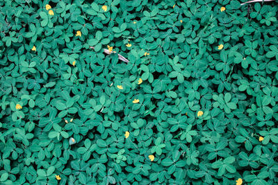 Full frame shot of leaves floating on water