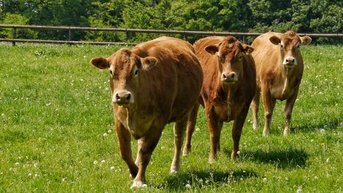 Three cows standing in a row on a field