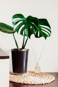 Stylish home decor. potted monstera houseplant and eco-friendly aroma diffuser. 