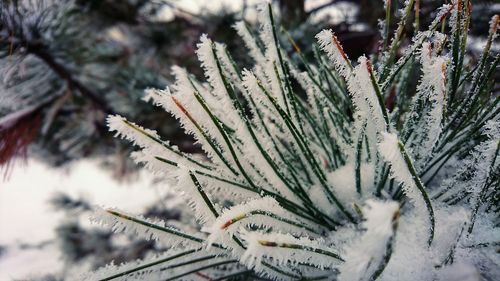 Close-up of pine tree during winter