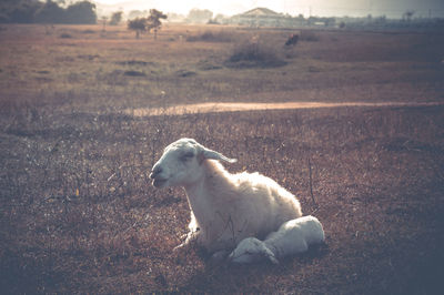 Goats sitting on field