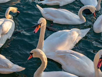 High angle view of swans swimming in lake