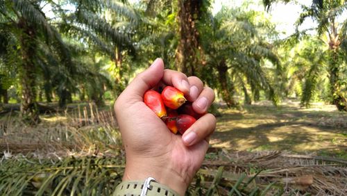 Cropped image of hand holding apple against trees