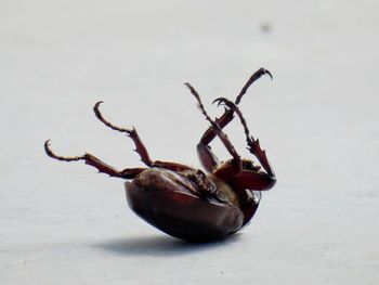 Close-up of dead insect on floor