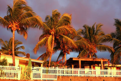 Low angle view of palm trees against sky