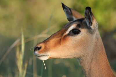 Close-up of a horse