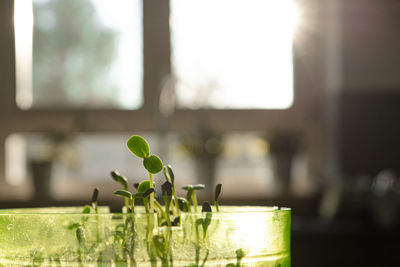 Close-up of potted plant