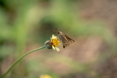 Close-up of butterfly pollinating on flower