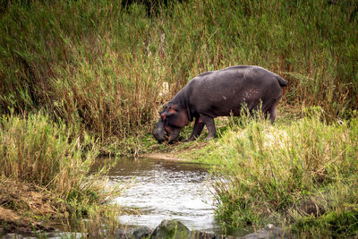 Hippo grazing in kruger