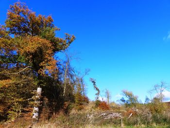 Low angle view of trees on field against blue sky