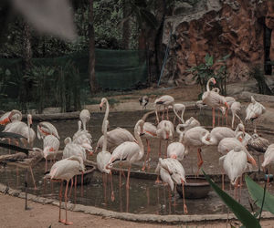 View of birds in lake