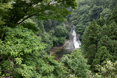 High angle view of stream amidst trees in forest