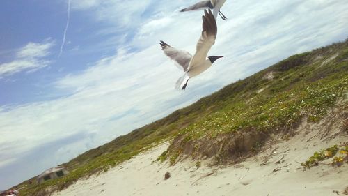 Bird flying over beach against sky