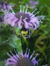 Close-up of bee on purple flower