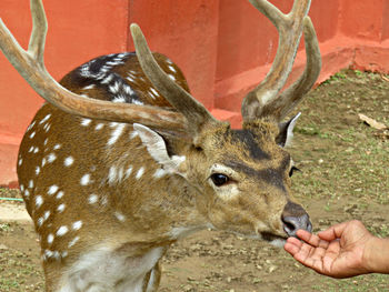 Close-up of hand holding deer