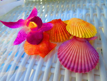 Close-up of multi colored flowers