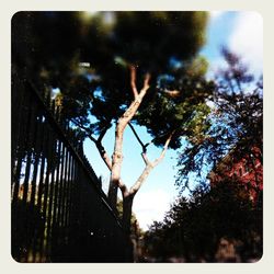 Trees in the dark