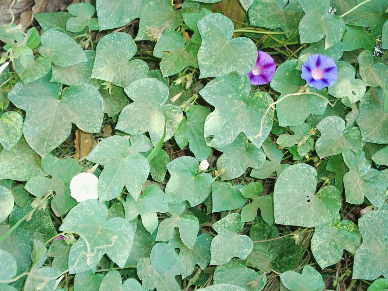 leaf, flower, growth, fragility, plant, freshness, beauty in nature, green color, nature, high angle view, petal, pink color, close-up, purple, blooming, season, day, flower head, outdoors, full frame