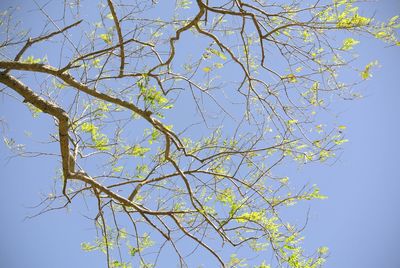 Low angle view of tree against blue sky