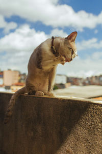 Close-up of dog sitting on retaining wall against sky