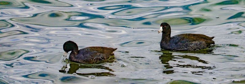 High angle view of ducks swimming on lake