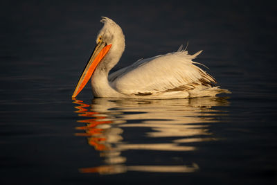 Close-up of pelican