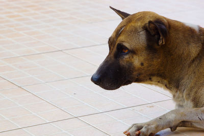 Close-up of dog