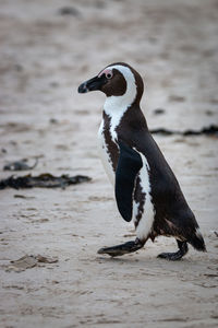 Side view of a bird on beach