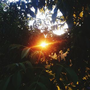 Sun shining through trees in forest