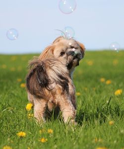 Dog looking away on field