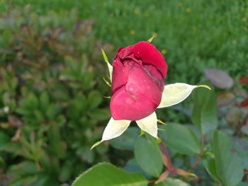 Close-up of pink rose flower