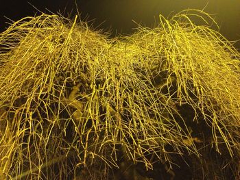 Illuminated tree at night