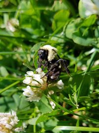 Close-up of bee pollinating on flower