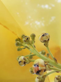 Close-up of yellow flowering plant