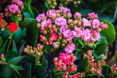 Close-up of pink flowering plants